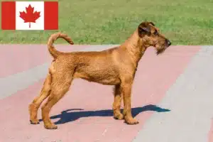 Read more about the article Criadores de Irish Terrier e cachorros no Canadá