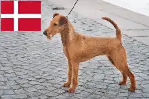 Read more about the article Criadores de Irish Terrier e cachorros na Dinamarca