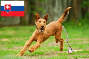 Read more about the article Criadores de Irish Terrier e cachorros na Eslováquia