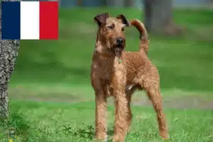 Read more about the article Criadores de Irish Terrier e cachorros em França