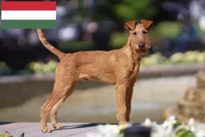 Read more about the article Criadores de Irish Terrier e cachorros na Hungria