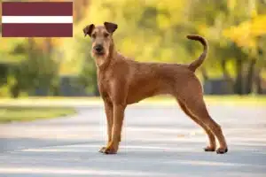 Read more about the article Criadores de Irish Terrier e cachorros na Letónia