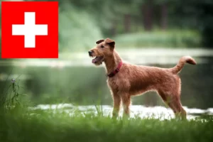 Read more about the article Criadores de Irish Terrier e cachorros na Suíça