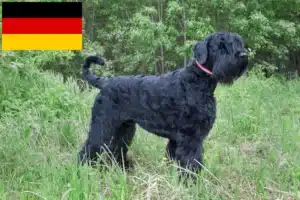 Read more about the article Criadores e cachorros de Russian Black Terrier na Alemanha