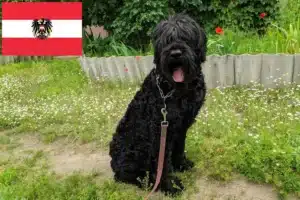 Read more about the article Criadores de Russian Black Terrier e cachorros na Áustria