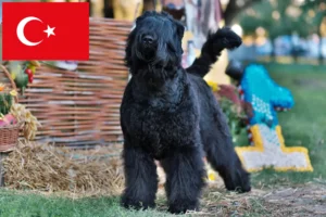 Read more about the article Criador de Terrier Preto Russo e cachorros na Turquia