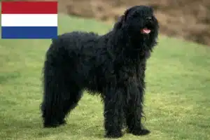 Read more about the article Criadores e cachorros de Russian Black Terrier nos Países Baixos