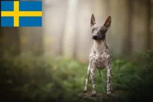 Read more about the article Criadores de American Hairless Terrier e cachorros na Suécia