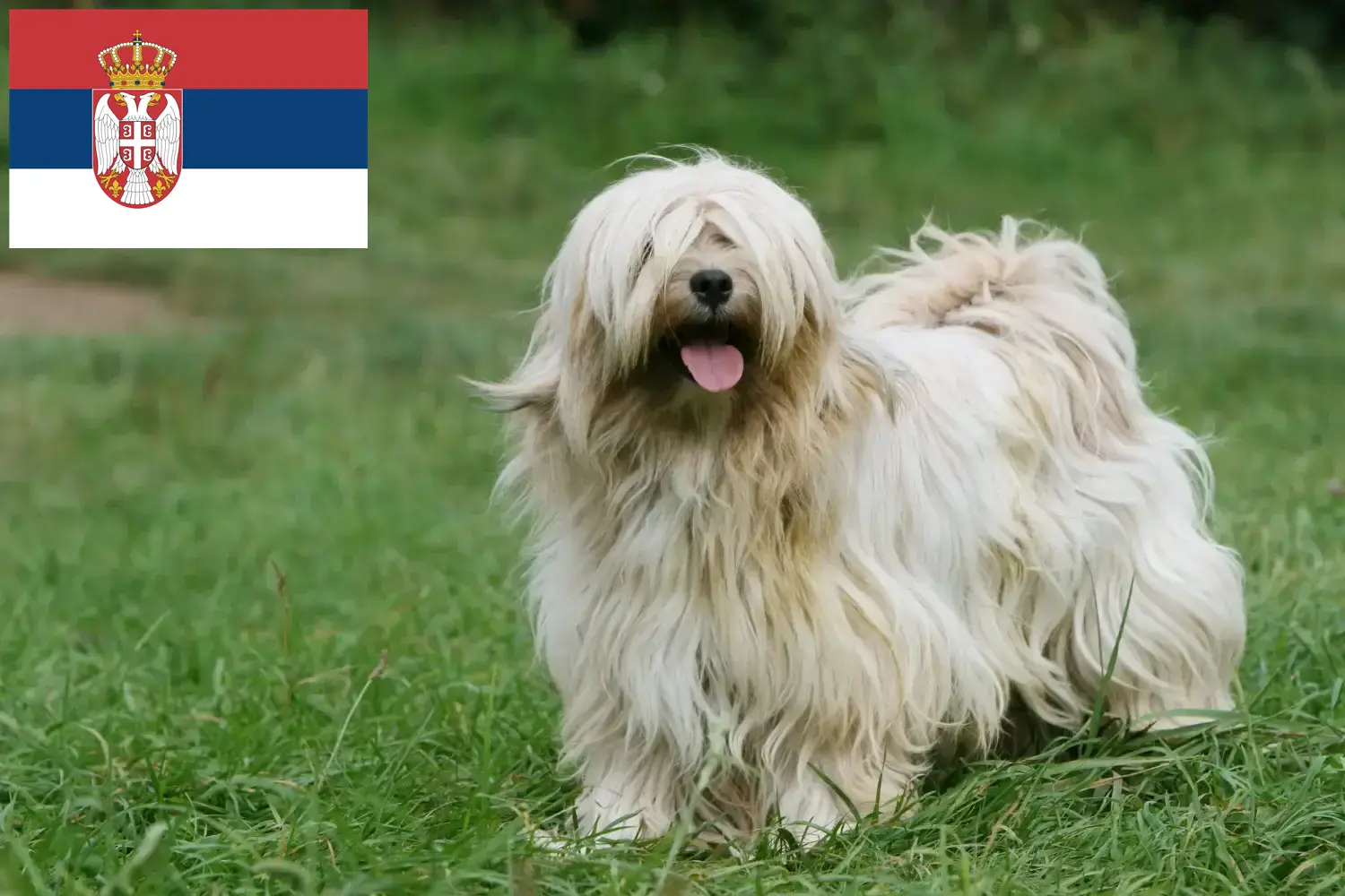 Read more about the article Criadores de Terrier tibetano e cachorros na Sérvia