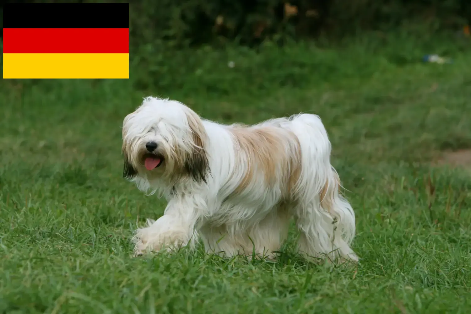 Read more about the article Criadores de Terrier tibetano e cachorros na Alemanha