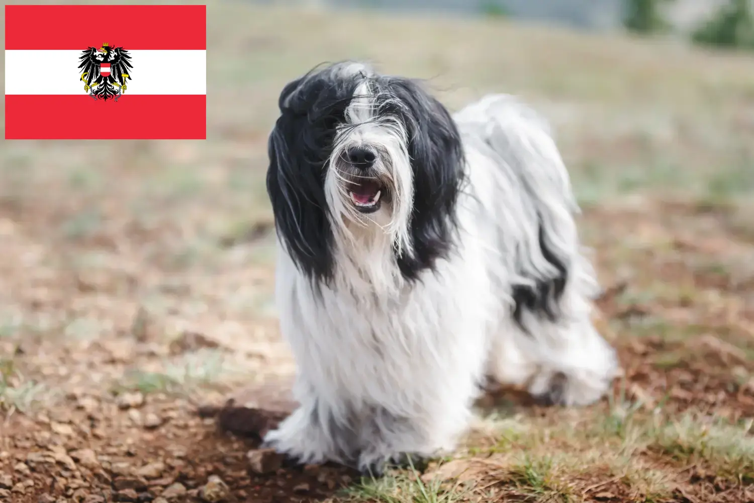 Read more about the article Criadores de Terrier Tibetano e cachorros na Áustria