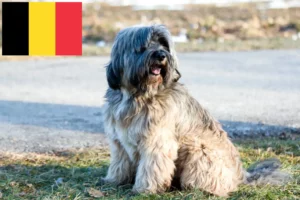 Read more about the article Criadores de Terrier tibetano e cachorros na Bélgica