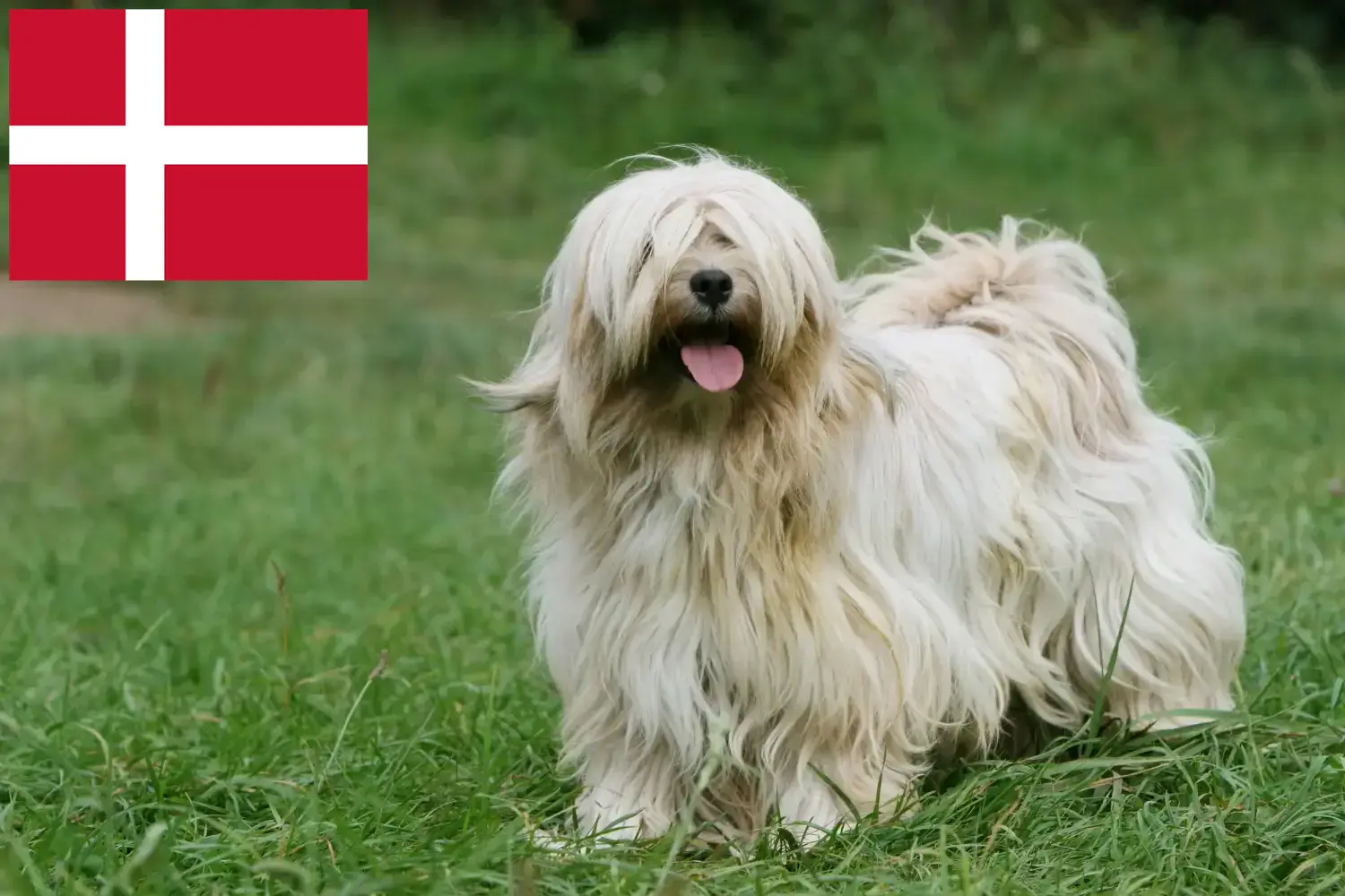 Read more about the article Criadores de Terrier tibetano e cachorros na Dinamarca