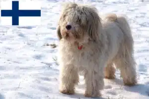 Read more about the article Criadores de Terrier Tibetano e cachorros na Finlândia