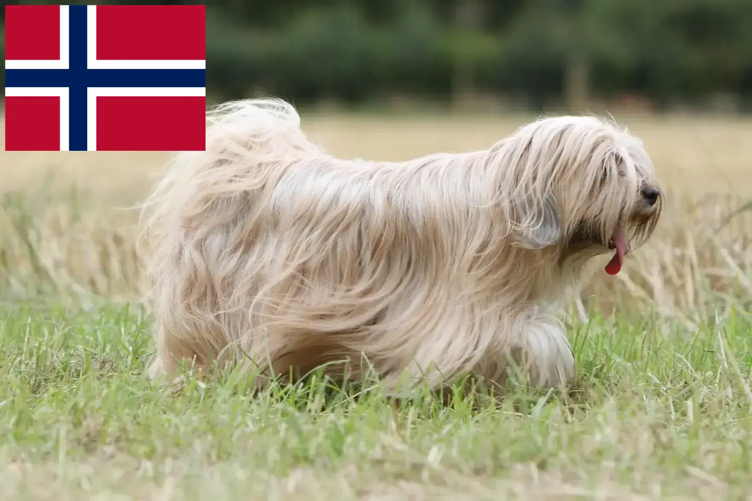 Read more about the article Criadores de Terrier Tibetano e cachorros na Noruega