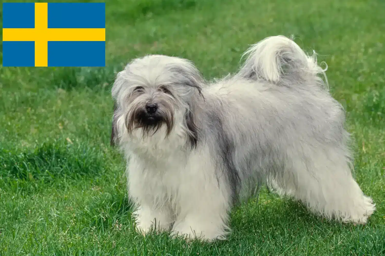 Read more about the article Criadores de Terrier tibetano e cachorros na Suécia