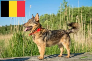 Read more about the article Criadores de Västgötaspets e cachorros na Bélgica