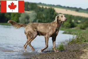 Read more about the article Criadores de Weimaraner e cachorros no Canadá