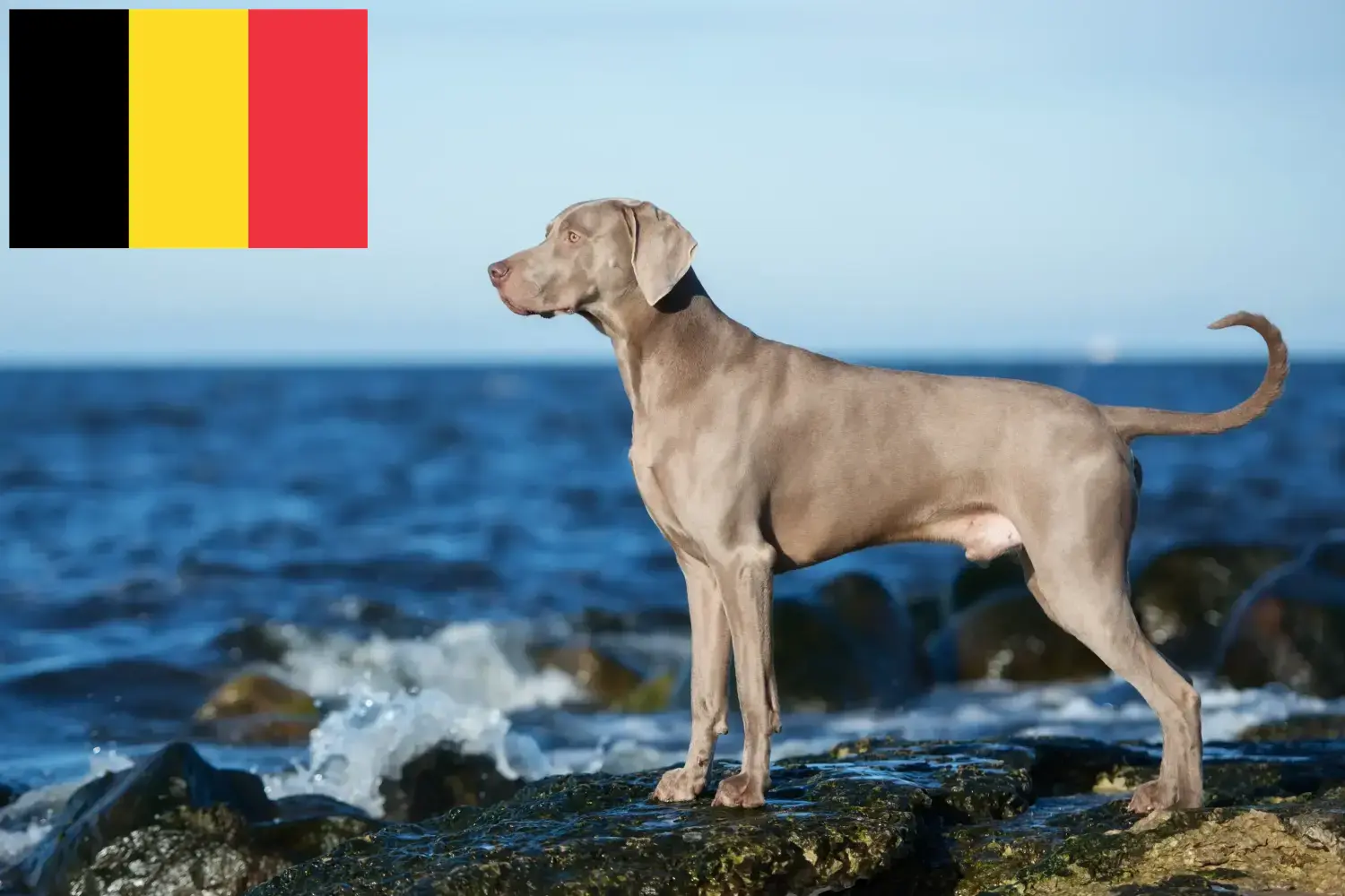 Read more about the article Criadores de Weimaraner e cachorros na Bélgica