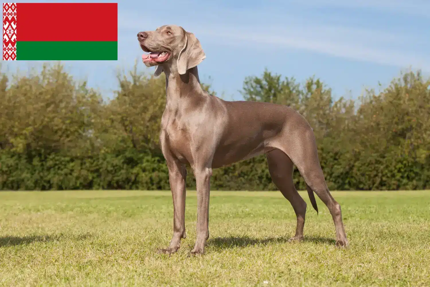 Read more about the article Criadores de Weimaraner e cachorros na Bielorrússia