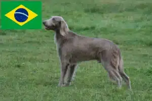 Read more about the article Criadores de Weimaraner e filhotes no Brasil