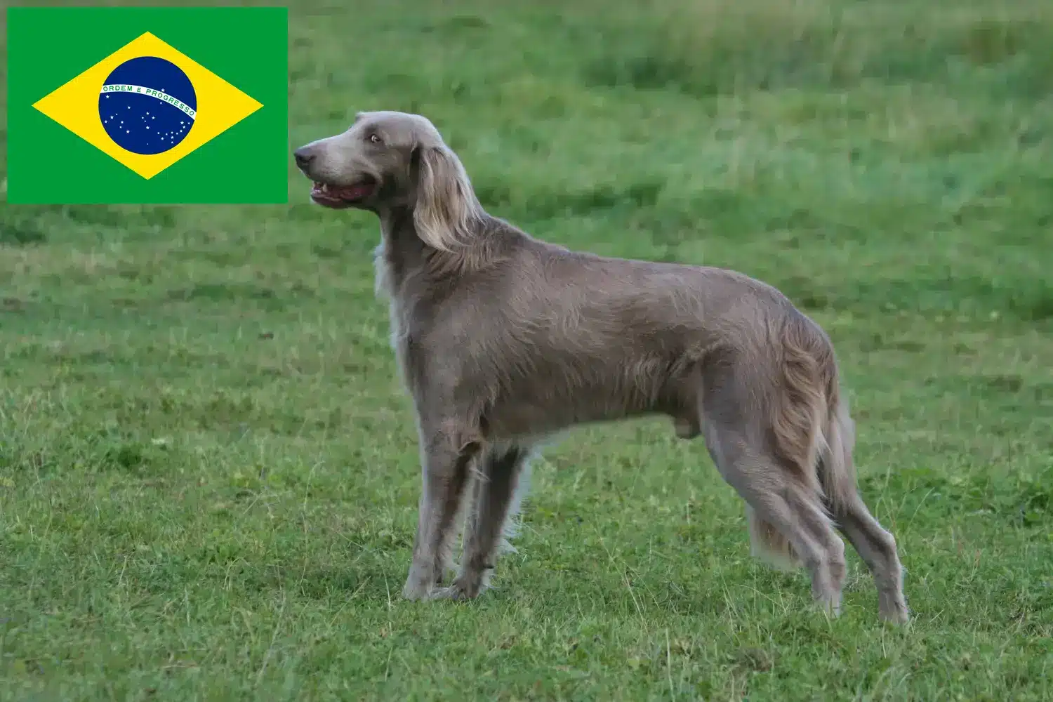 Read more about the article Criadores de Weimaraner e filhotes no Brasil