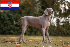 Read more about the article Criadores de Weimaraner e cachorros na Croácia