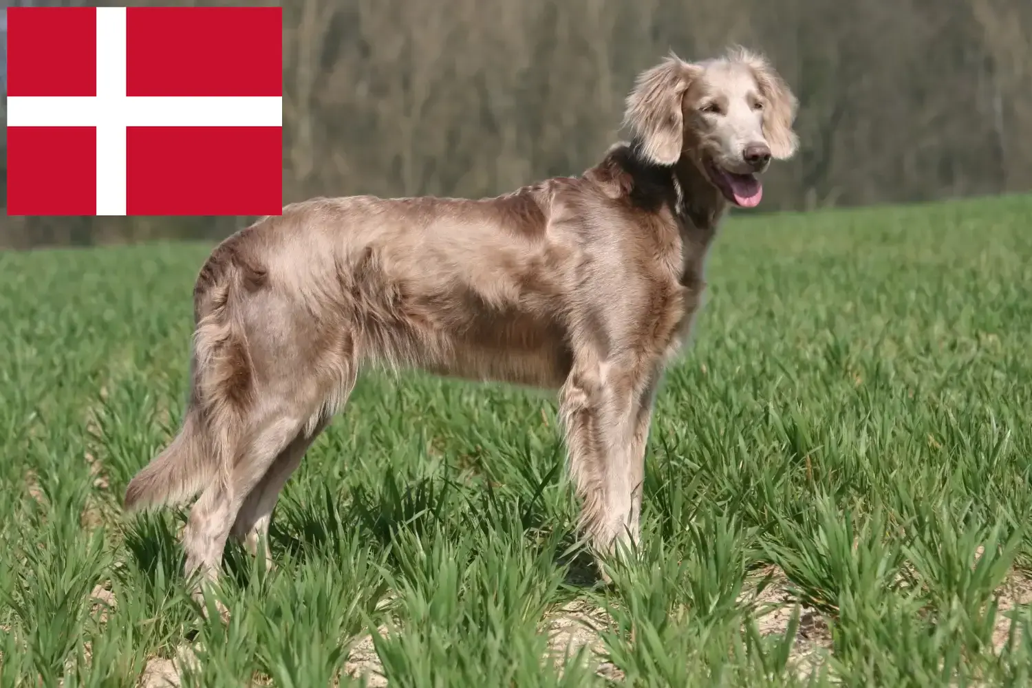 Read more about the article Criadores de Weimaraner e cachorros na Dinamarca