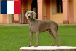 Read more about the article Criadores de Weimaraner e cachorros em França