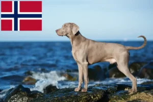 Read more about the article Criadores de Weimaraner e cachorros na Noruega