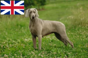 Read more about the article Criadores de Weimaraner e cachorros na Grã-Bretanha