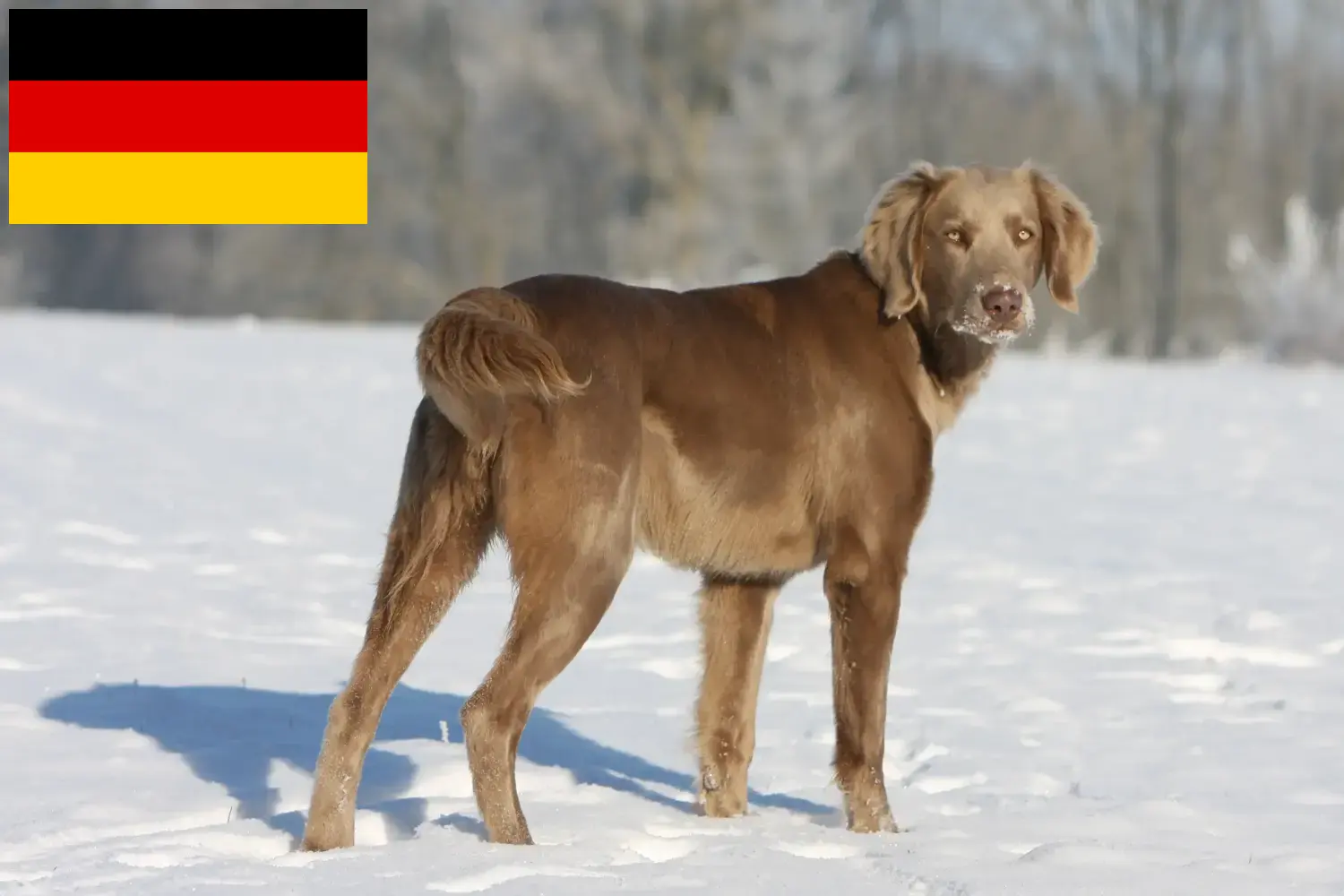 Read more about the article Criadores de Weimaraner e cachorros na Alemanha