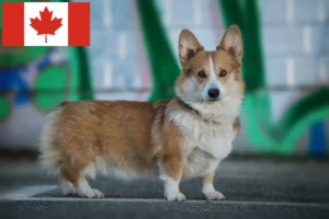 Read more about the article Criadores de Welsh Corgi e cachorros no Canadá