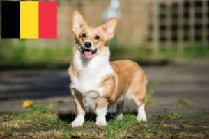 Read more about the article Criadores de Welsh Corgi e cachorros na Bélgica