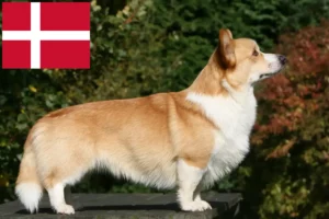 Read more about the article Criadores de Welsh Corgi e cachorros na Dinamarca