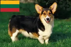 Read more about the article Criadores de Welsh Corgi e cachorros na Lituânia