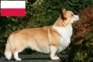 Read more about the article Criadores de Welsh Corgi e cachorros na Polónia