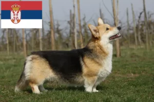 Read more about the article Criadores de Welsh Corgi e cachorros na Sérvia