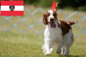 Read more about the article Criadores e cachorros de Welsh Springer Spaniel na Áustria