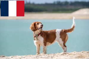 Read more about the article Criadores e cachorros de Welsh Springer Spaniel em França