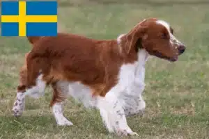 Read more about the article Criadores e cachorros de Welsh Springer Spaniel na Suécia