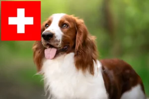 Read more about the article Criadores e cachorros de Welsh Springer Spaniel na Suíça