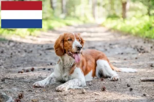 Read more about the article Criadores e cachorros de Welsh Springer Spaniel nos Países Baixos