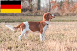 Read more about the article Criadores e cachorros de Welsh Springer Spaniel na Alemanha