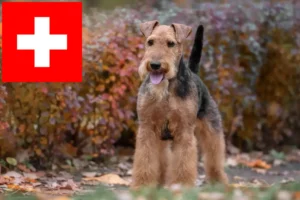 Read more about the article Criadores de Welsh Terrier e cachorros na Suíça