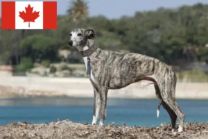 Read more about the article Criadores de Whippet e cachorros no Canadá