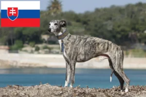 Read more about the article Criadores de Whippet e cachorros na Eslováquia