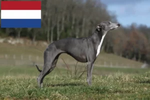 Read more about the article Criadores de Whippet e cachorros nos Países Baixos