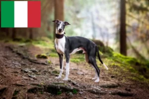 Read more about the article Criadores de Whippet e cachorros em Itália