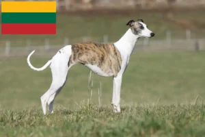 Read more about the article Criadores de Whippet e cachorros na Lituânia